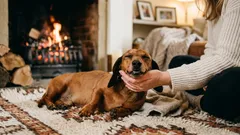 Miksi koirat pitävät silittämisestä – näin lemmikkisi kokee sen