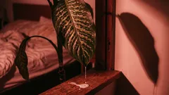 5 kasvia, jotka saastuttavat ilmaa sen sijaan, että puhdistaisivat sitä