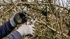 Kuinka välttää sadon menetykset keväällä hedelmäpuita karsittaessa