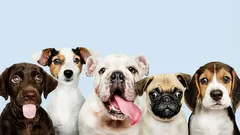 7 rotua, joita yritetään välttää: miksi ne ovat huonoja