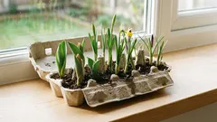 Älä heitä munakoteloa pois: vain muutamassa minuutissa siitä voi tulla kaunein kevätsisustus.