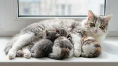 7-vuotiaat kissat: mistä iästä lähtien kissaa voidaan pitää vielä nuorena vai jo hyvin vanhana?